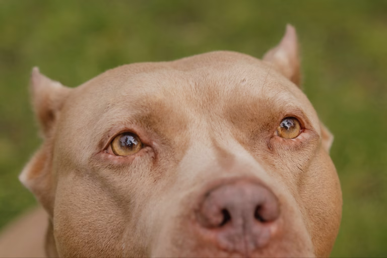 Last moments: waarom laatste foto’s van je hond onbetaalbaar zijn